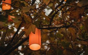 Preview wallpaper branches, lantern, light, lighting, tree