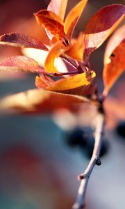 Preview wallpaper branches, leaves, autumn, dry