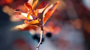 Preview wallpaper branches, leaves, autumn, dry