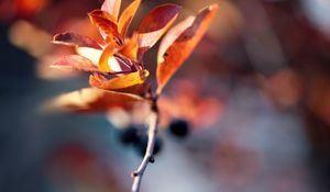 Preview wallpaper branches, leaves, autumn, dry