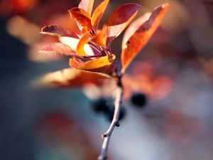 Preview wallpaper branches, leaves, autumn, dry