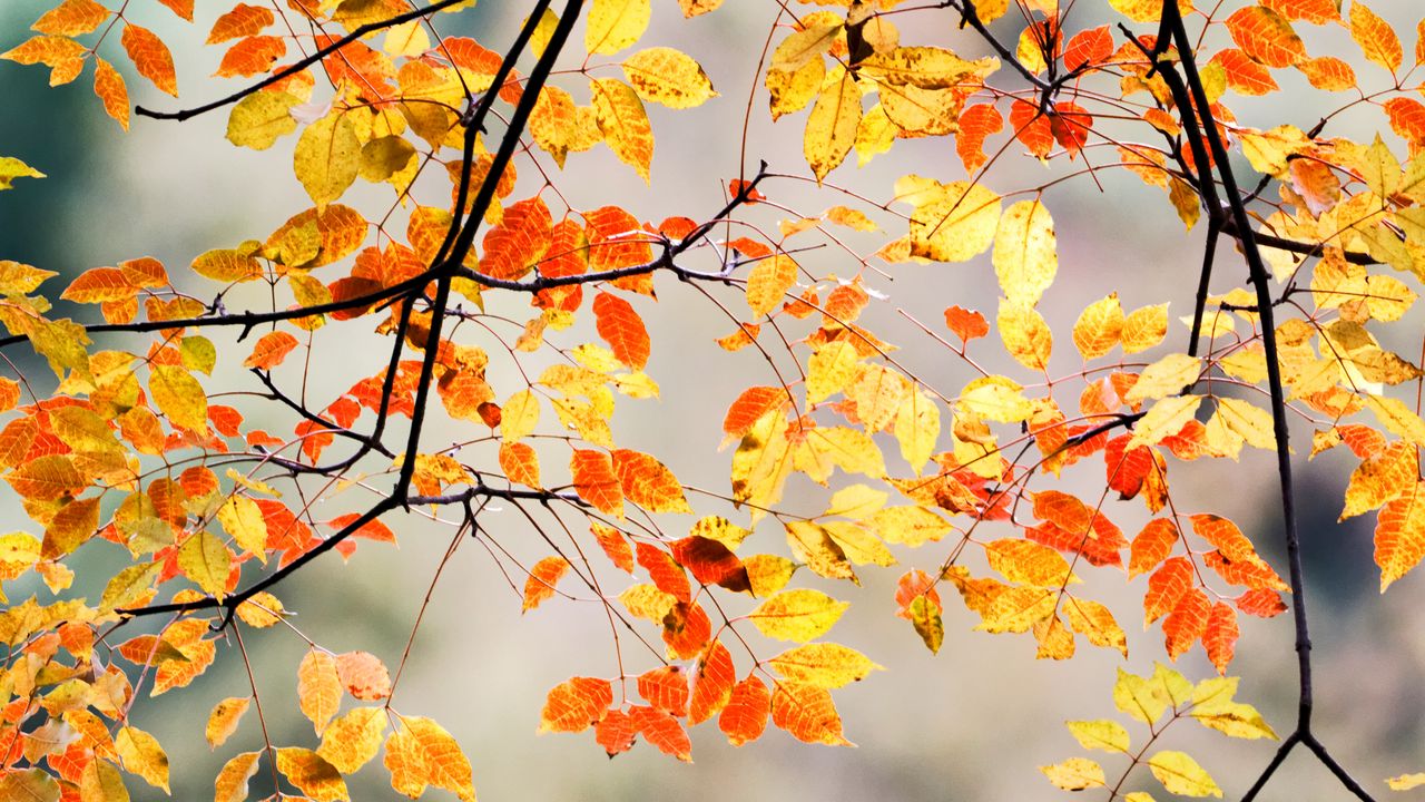 Wallpaper branches, leaves, autumn, macro hd, picture, image