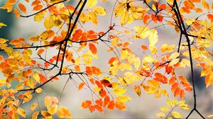 Preview wallpaper branches, leaves, autumn, macro