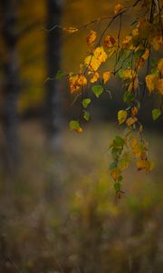 Preview wallpaper branches, leaves, autumn, macro, blur