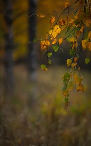 Preview wallpaper branches, leaves, autumn, macro, blur