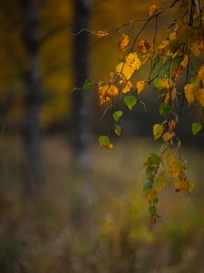 Preview wallpaper branches, leaves, autumn, macro, blur