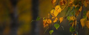 Preview wallpaper branches, leaves, autumn, macro, blur