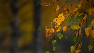 Preview wallpaper branches, leaves, autumn, macro, blur