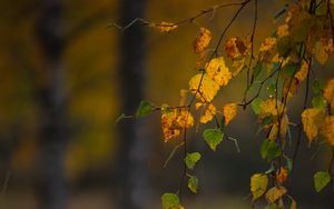 Preview wallpaper branches, leaves, autumn, macro, blur