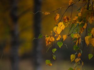Preview wallpaper branches, leaves, autumn, macro, blur