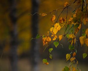 Preview wallpaper branches, leaves, autumn, macro, blur