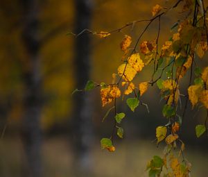 Preview wallpaper branches, leaves, autumn, macro, blur