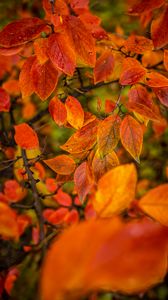 Preview wallpaper branches, leaves, autumn, macro, orange, bright
