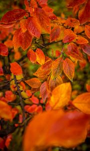 Preview wallpaper branches, leaves, autumn, macro, orange, bright