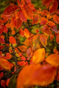 Preview wallpaper branches, leaves, autumn, macro, orange, bright