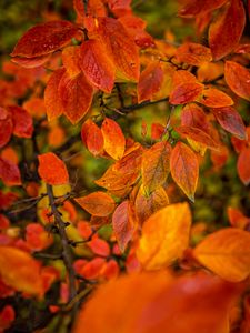 Preview wallpaper branches, leaves, autumn, macro, orange, bright