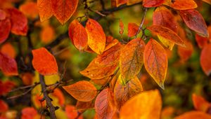 Preview wallpaper branches, leaves, autumn, macro, orange, bright