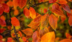 Preview wallpaper branches, leaves, autumn, macro, orange, bright