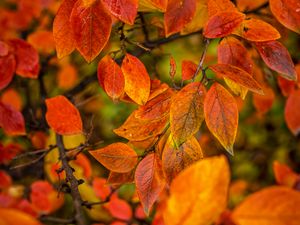 Preview wallpaper branches, leaves, autumn, macro, orange, bright