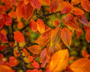 Preview wallpaper branches, leaves, autumn, macro, orange, bright