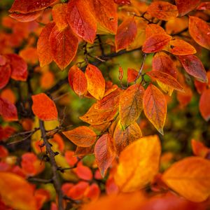 Preview wallpaper branches, leaves, autumn, macro, orange, bright