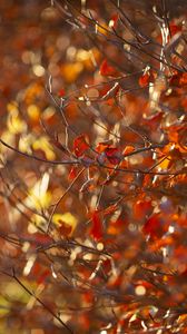 Preview wallpaper branches, leaves, autumn, blur, macro