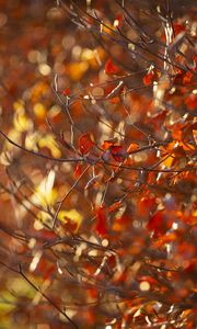 Preview wallpaper branches, leaves, autumn, blur, macro