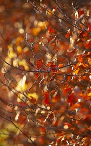 Preview wallpaper branches, leaves, autumn, blur, macro