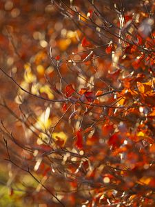 Preview wallpaper branches, leaves, autumn, blur, macro
