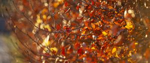 Preview wallpaper branches, leaves, autumn, blur, macro