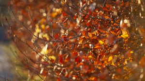 Preview wallpaper branches, leaves, autumn, blur, macro