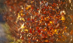 Preview wallpaper branches, leaves, autumn, blur, macro