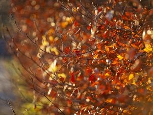 Preview wallpaper branches, leaves, autumn, blur, macro