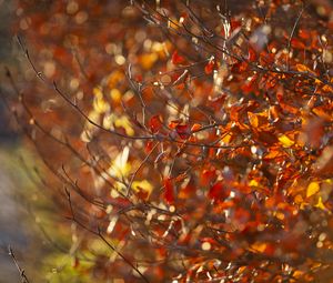 Preview wallpaper branches, leaves, autumn, blur, macro