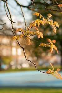 Preview wallpaper branches, leaves, autumn, degradation, foreground