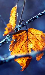 Preview wallpaper branches, leaves, autumn, dry