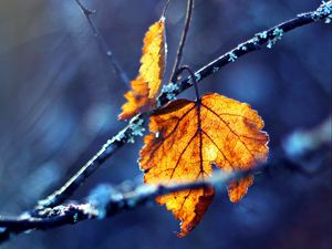 Preview wallpaper branches, leaves, autumn, dry