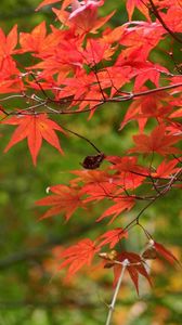 Preview wallpaper branches, leaves, autumn