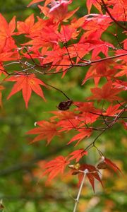 Preview wallpaper branches, leaves, autumn