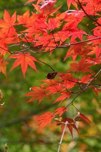 Preview wallpaper branches, leaves, autumn