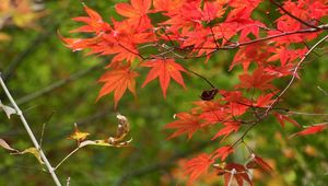 Preview wallpaper branches, leaves, autumn