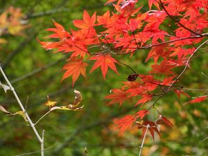 Preview wallpaper branches, leaves, autumn