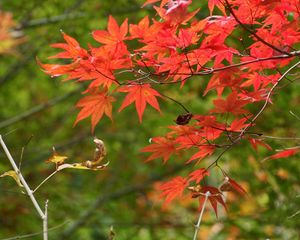 Preview wallpaper branches, leaves, autumn