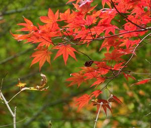 Preview wallpaper branches, leaves, autumn