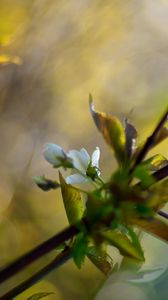 Preview wallpaper branches, leaves, background, blur