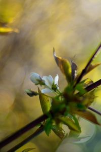 Preview wallpaper branches, leaves, background, blur