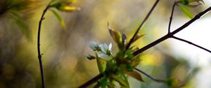 Preview wallpaper branches, leaves, background, blur