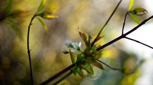 Preview wallpaper branches, leaves, background, blur