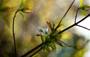 Preview wallpaper branches, leaves, background, blur