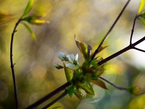 Preview wallpaper branches, leaves, background, blur